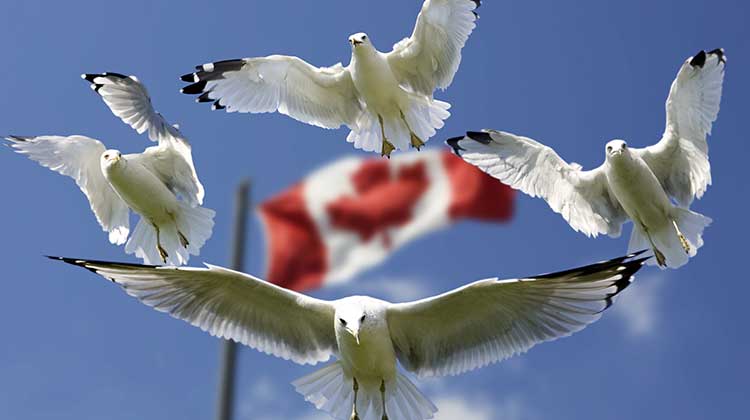 Happy Canada Day!