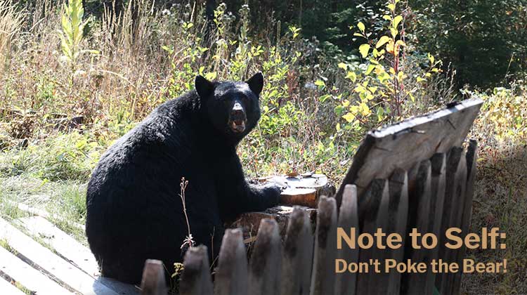 Note to Self: Don't Poke the Bear!