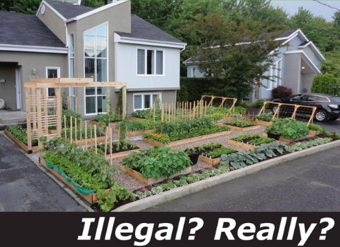 Michel Beauchamp and Josee Landry's front yard garden
